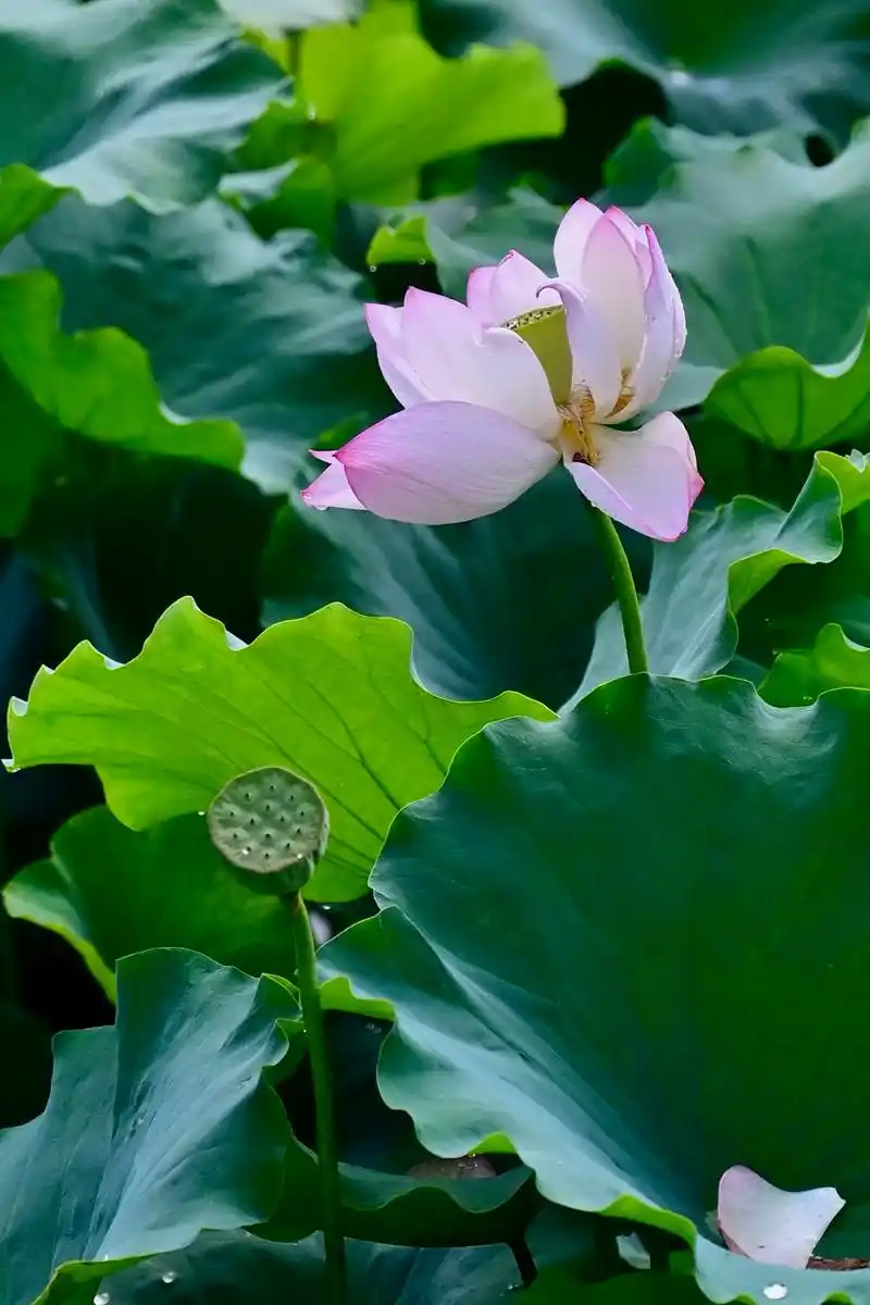 【神都诗社】龙门诗苑062期《咏荷》（图6）