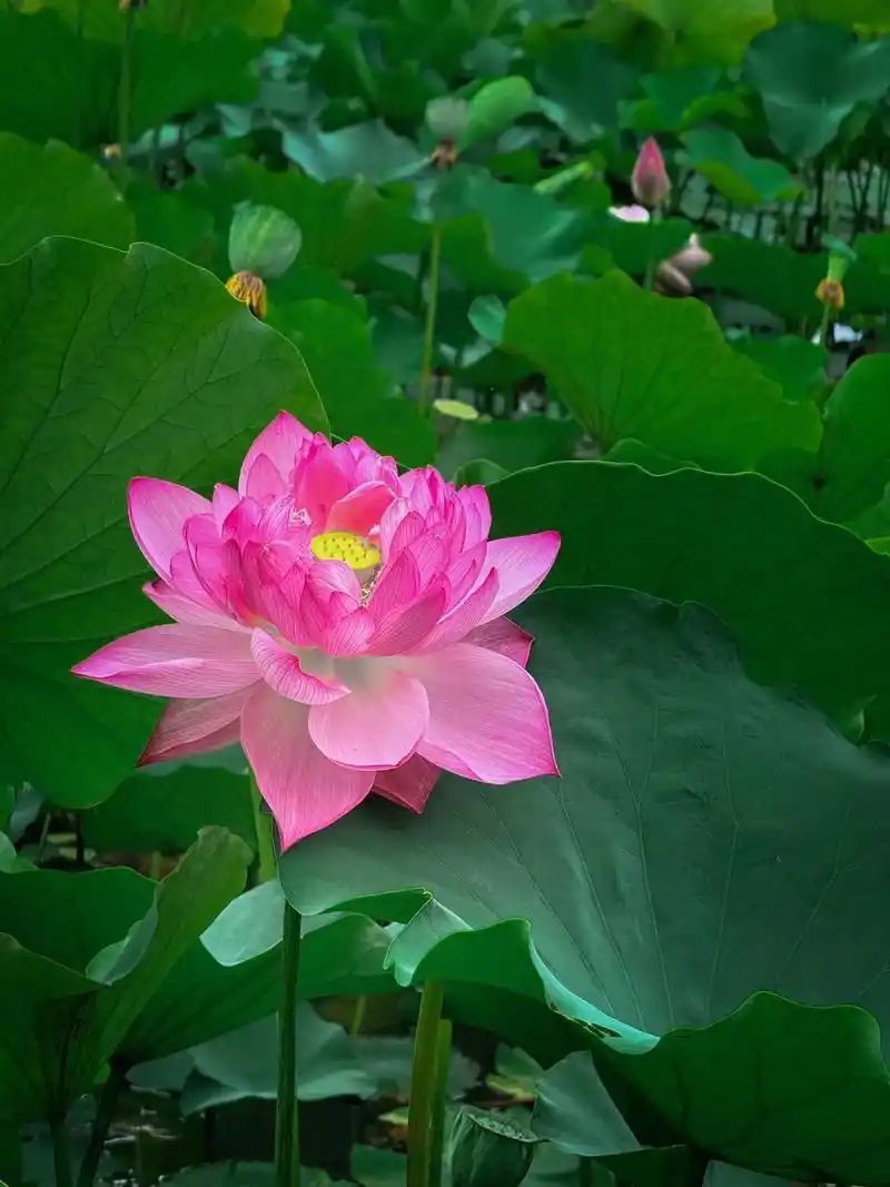 【神都诗社】龙门诗苑062期《咏荷》（图15）