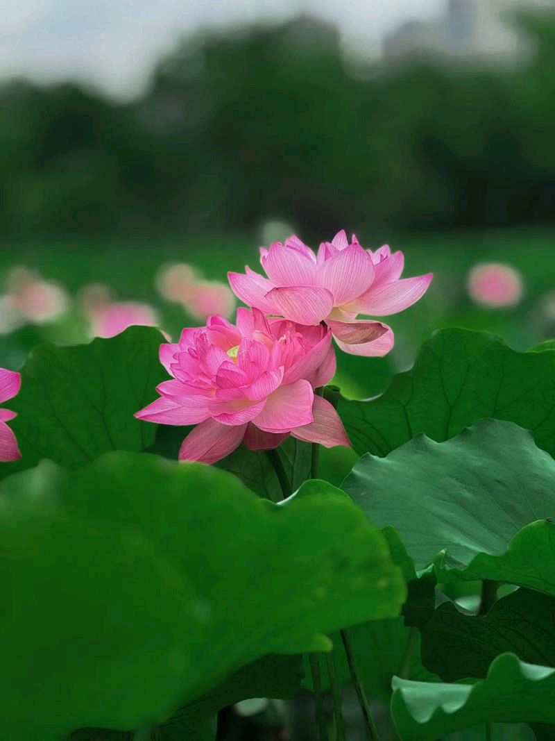 【神都诗社】龙门诗苑062期《咏荷》（图16）