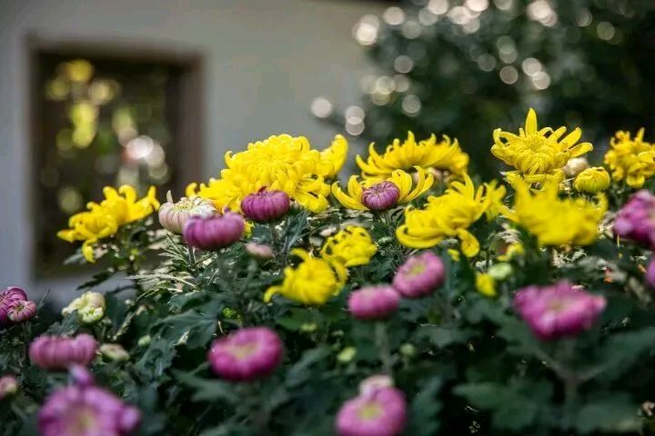 【北京头条】王孝会诗歌专辑018期（图3）