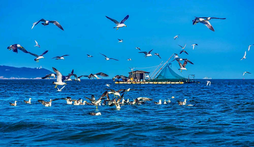 黄海春光～诗||王国标（图13）