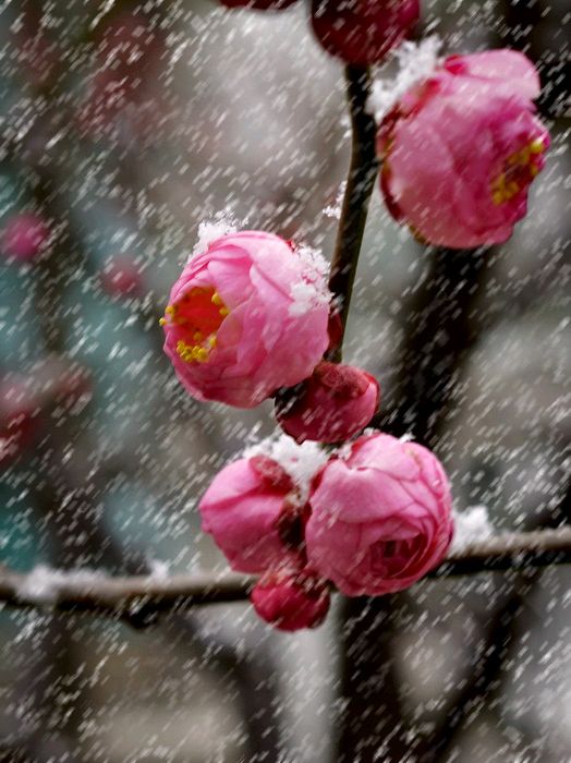 【荣耀中国】蝶恋花· 春节快乐（冯延巳体）强喜娥（内蒙古）（图9）