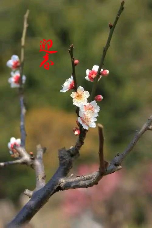春天的约会（外一首）诗||伊莲（图19）