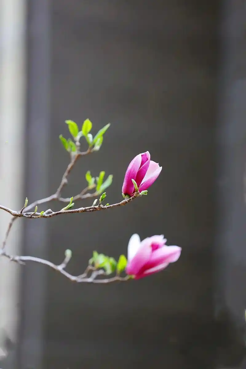 接春～诗||刘瑞宝（图9）