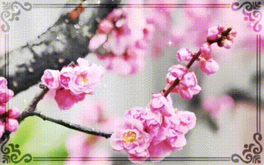 【梅园之音】听大梅朗诵《给老伴》作者：天际红瑞（图2）