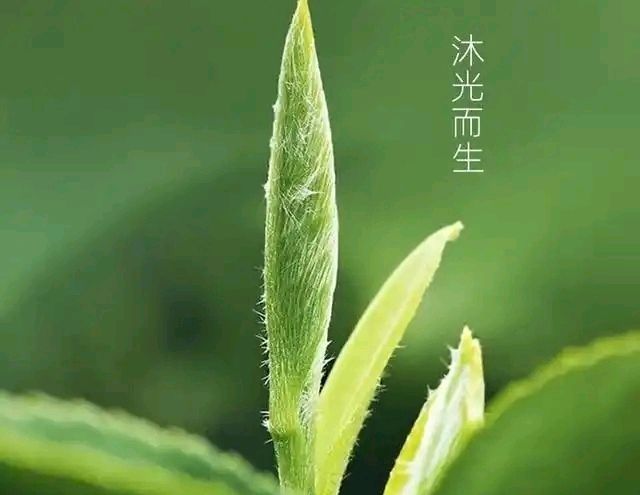 五律-初春吟怀（组合）诗||于兴庆（图18）