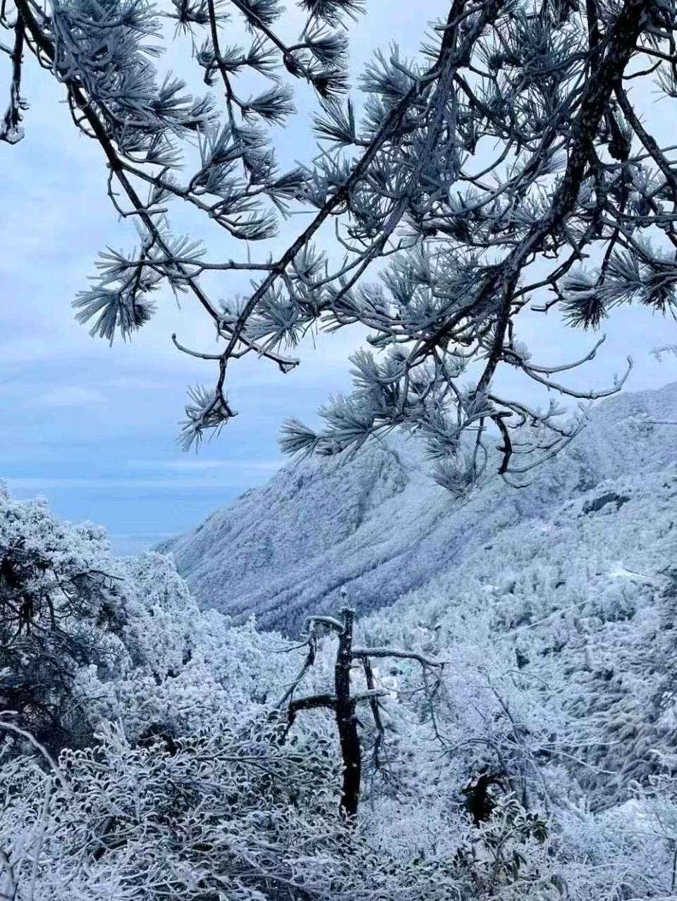 【荣耀中国】万菊芳题图诗第31期（图16）