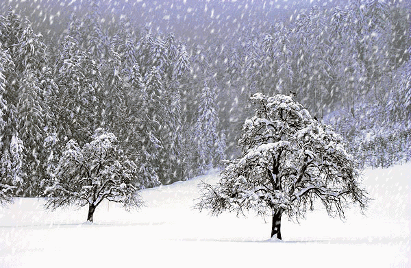 诗意传情诗社【雪落的速度】文‖康妮（多伦多） 合诵‖友友·淡淡的茶香（1687）（图4）