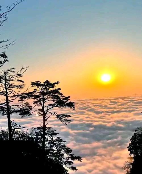 【荣耀中国】万菊芳题图诗第31期（图14）