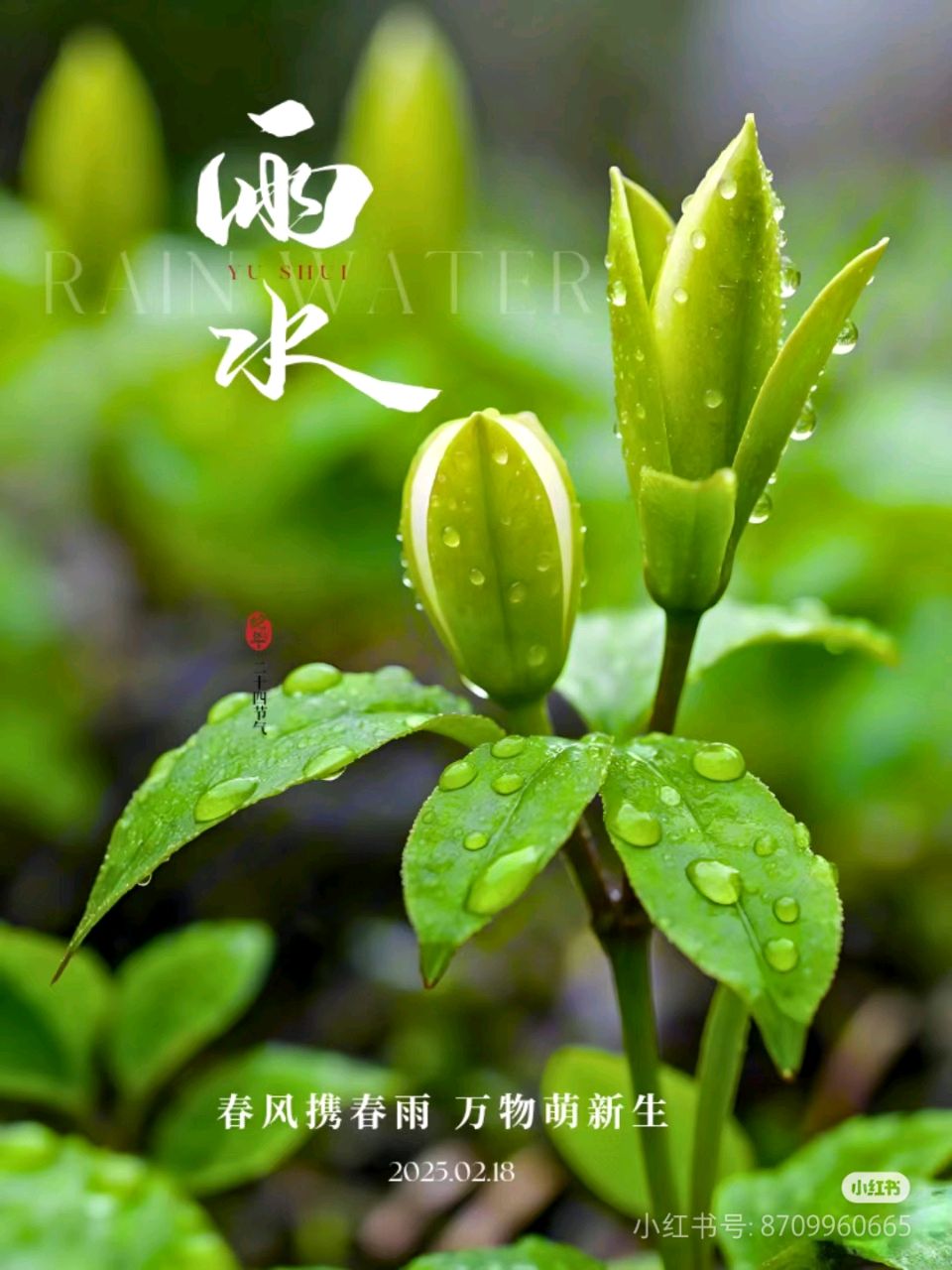 咏雨水（图6）