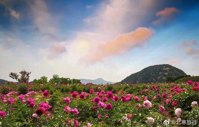 香山牡丹 王晓瑜(图5)