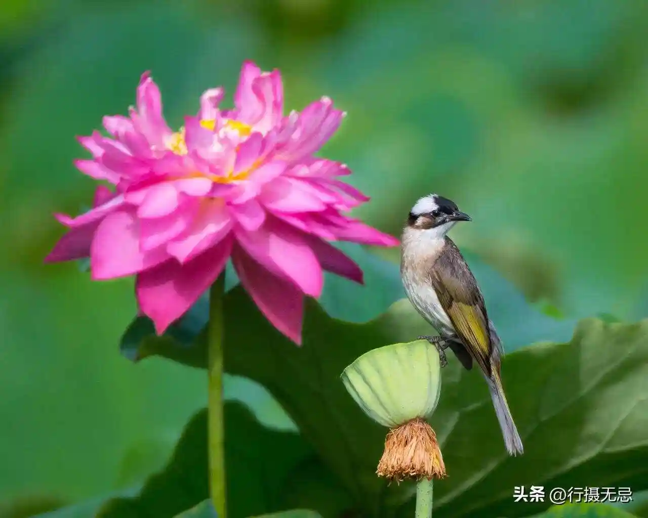 丁淑云:一路走来是春天‖巴彦诗词楹联协会【883】(图16)