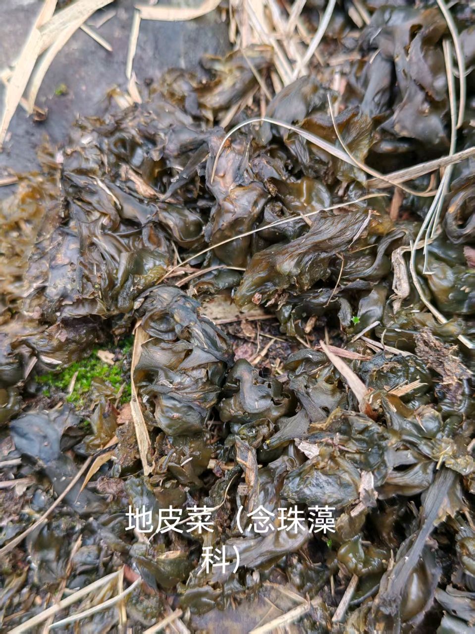李广昌:地皮菜