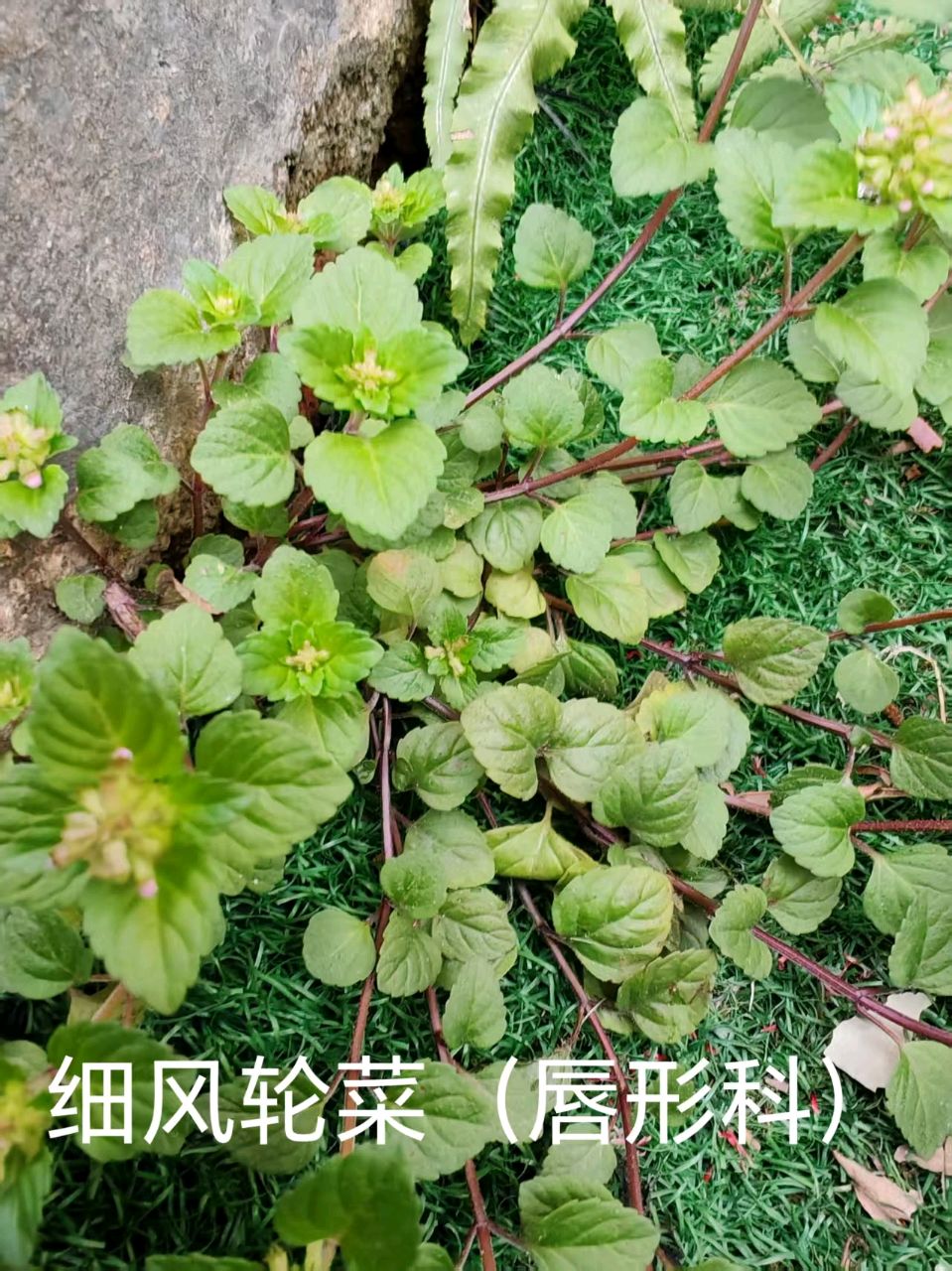 李广昌:细风轮菜