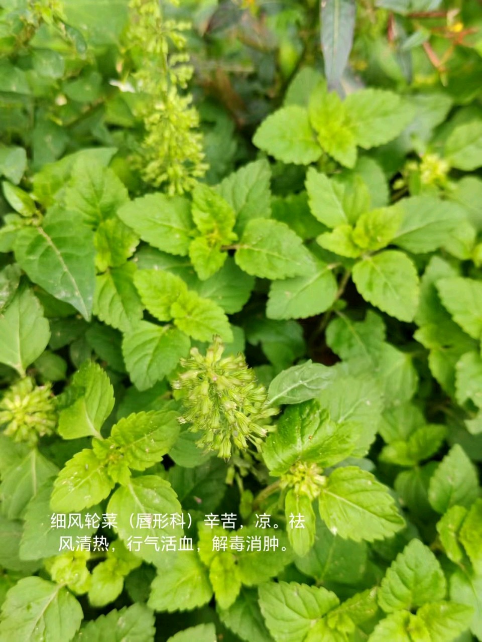 李广昌:细风轮菜（图3）