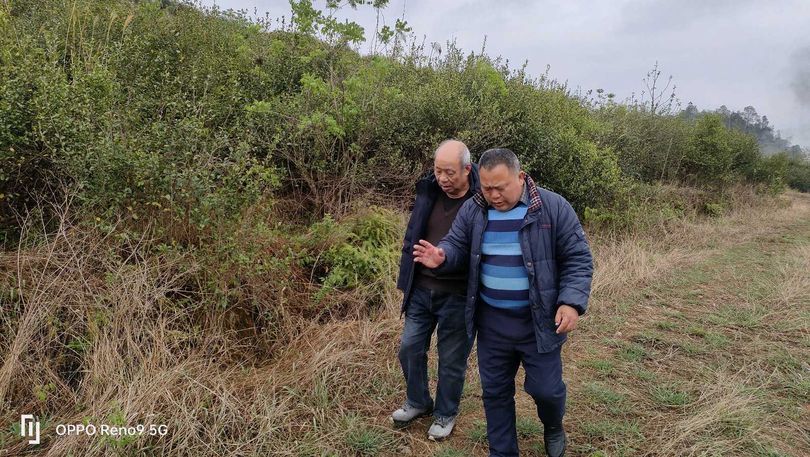 邱国政:分水坳油茶基地