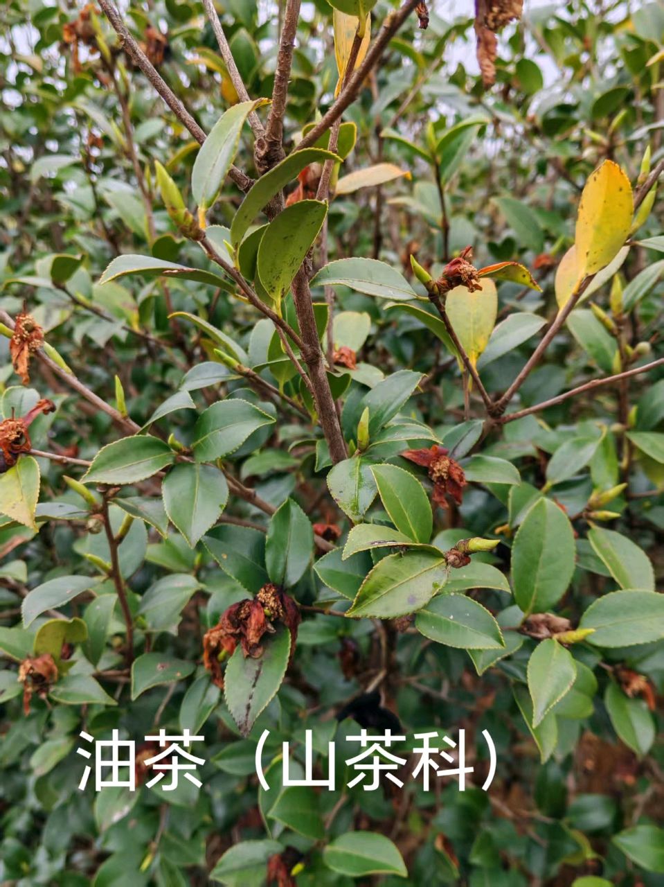 分水坳有片油茶林（图2）