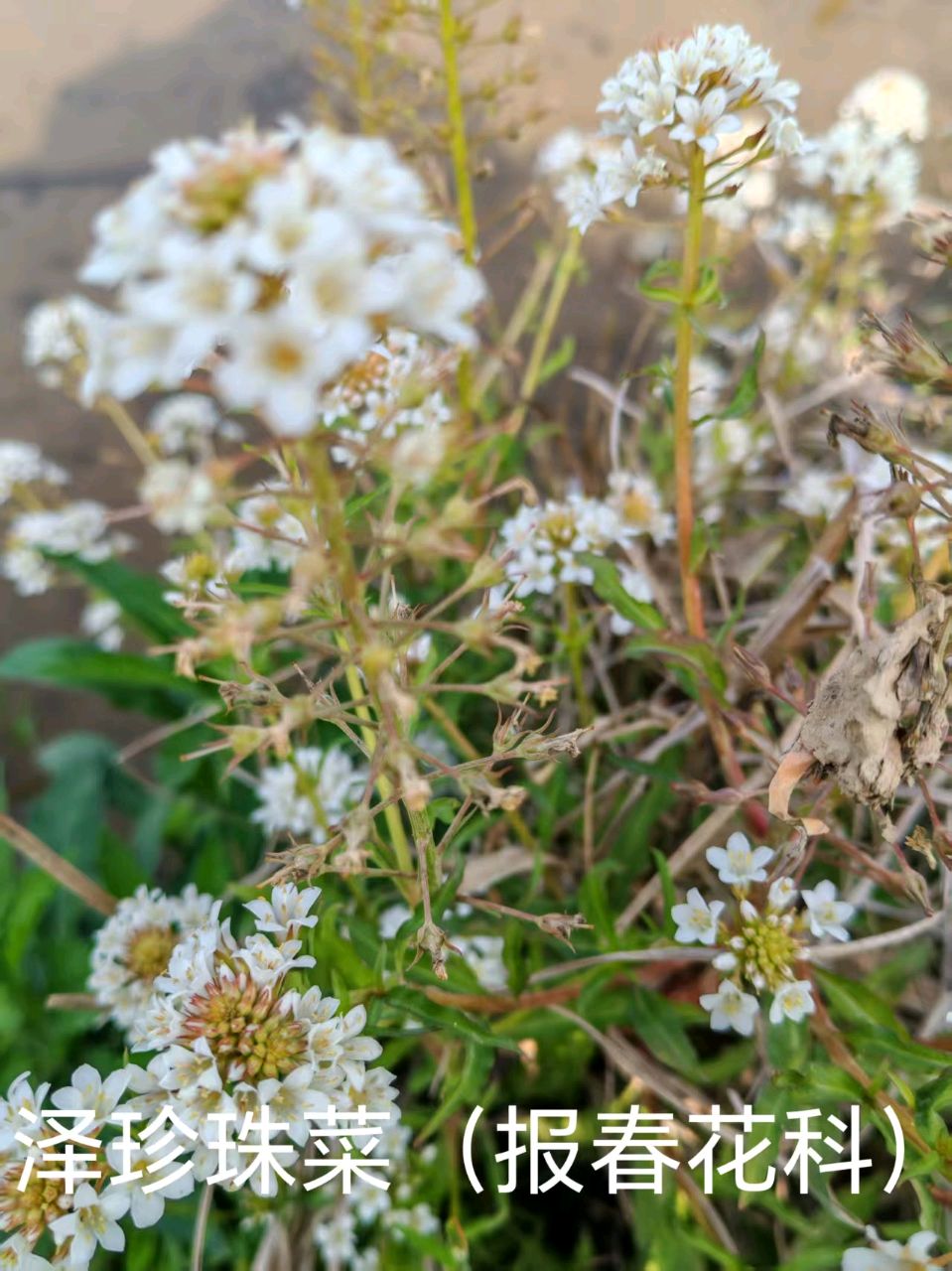 李广昌:泽珍珠菜（图2）
