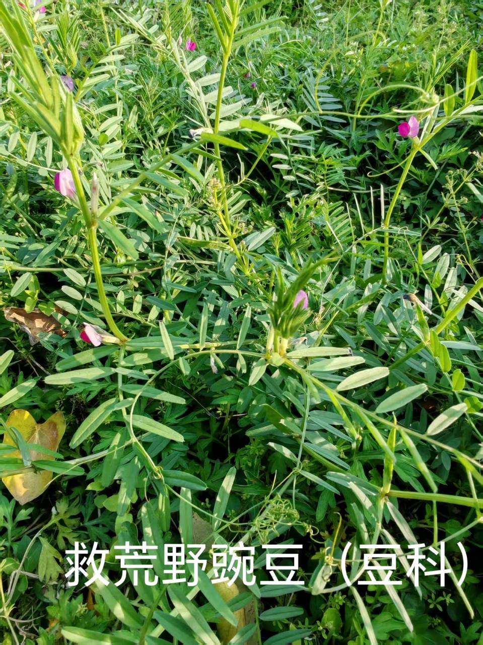 李广昌:野豌豆