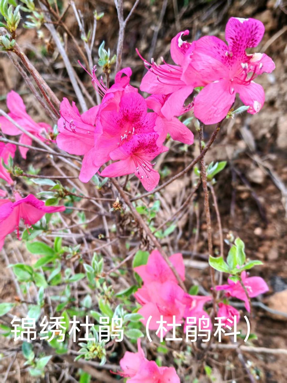 李广昌:杜鹃花开（图2）