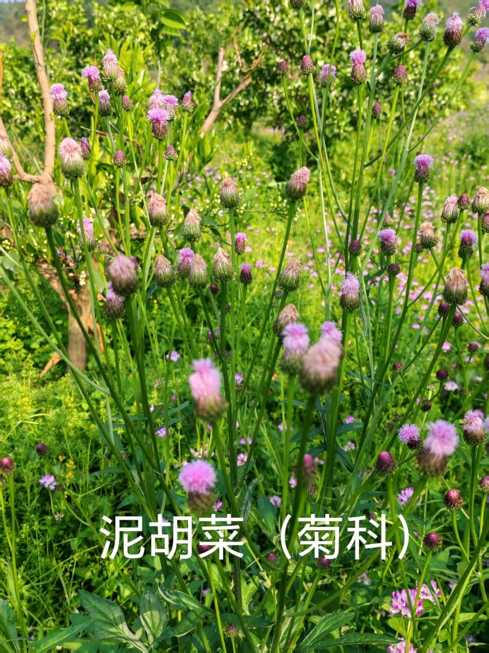 李广昌:泥胡菜（图2）