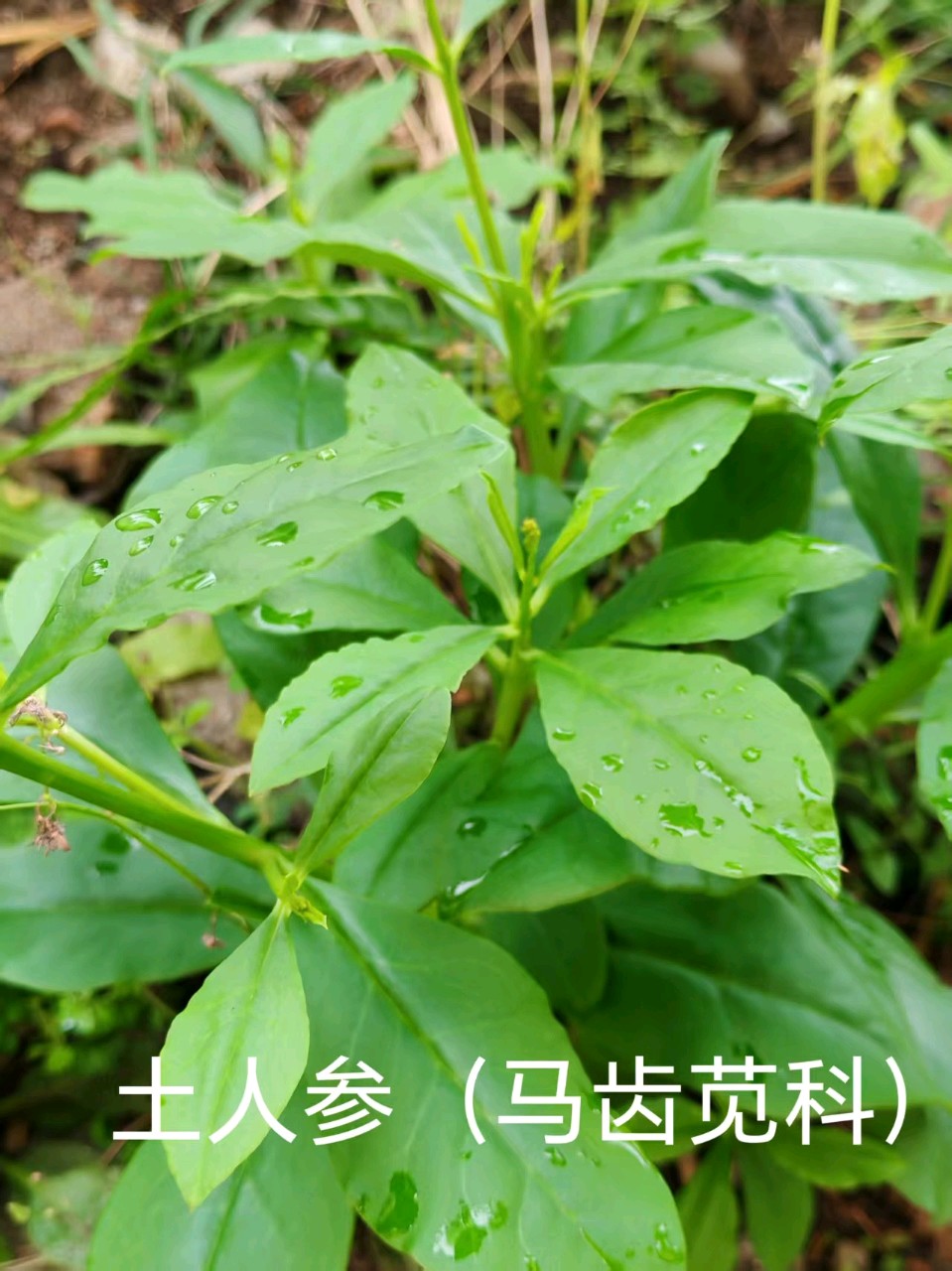 李广昌:土人参