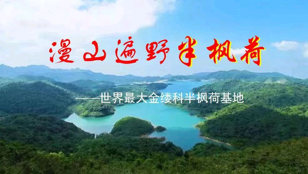 李广昌:半枫荷