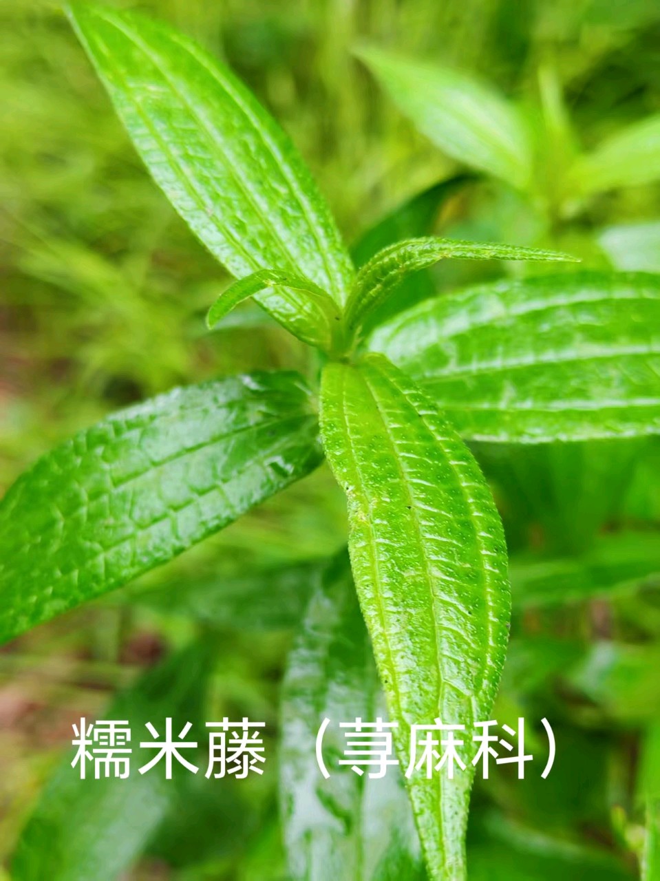 李广昌:糯米藤