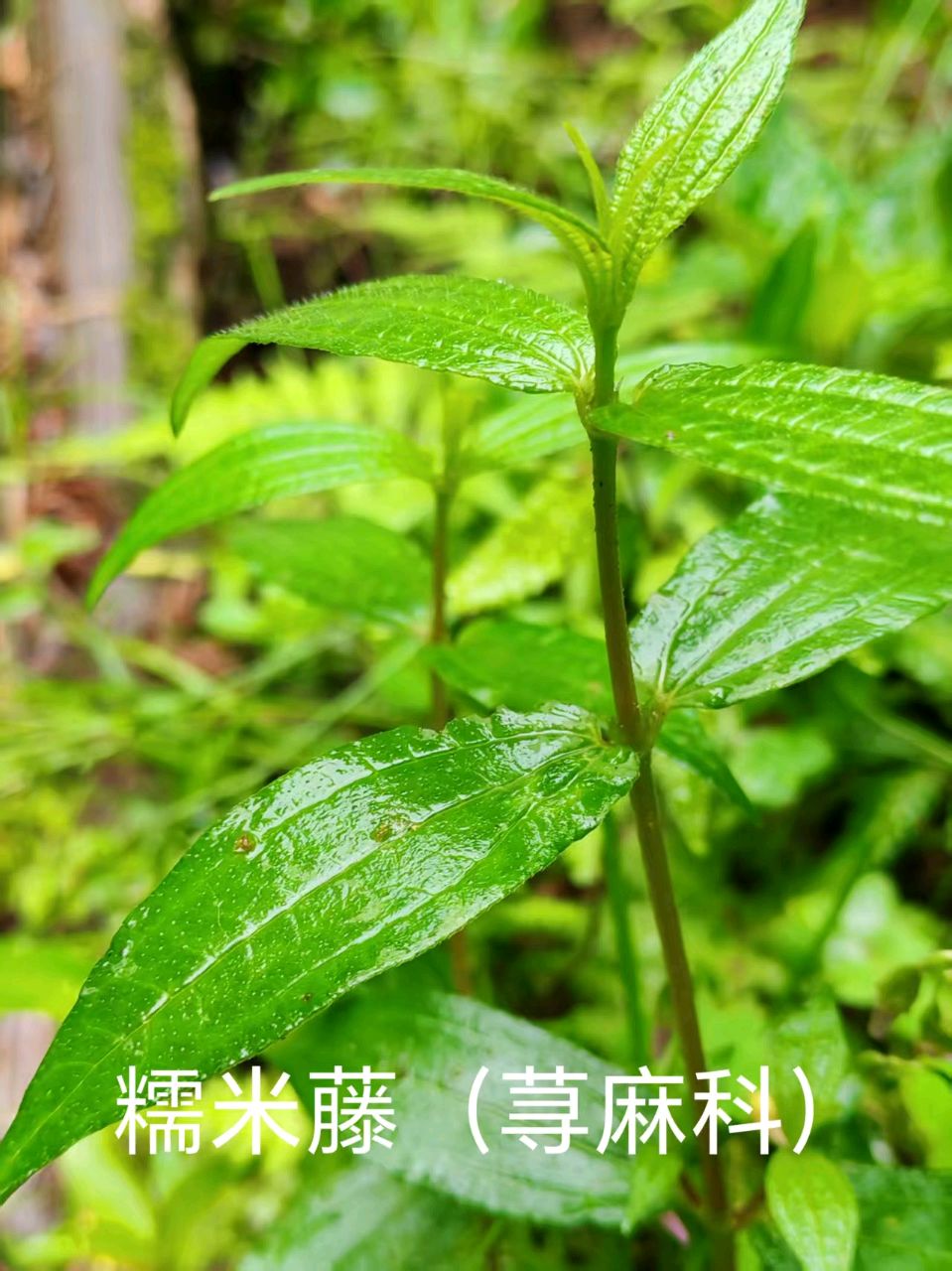 李广昌:糯米藤（图2）