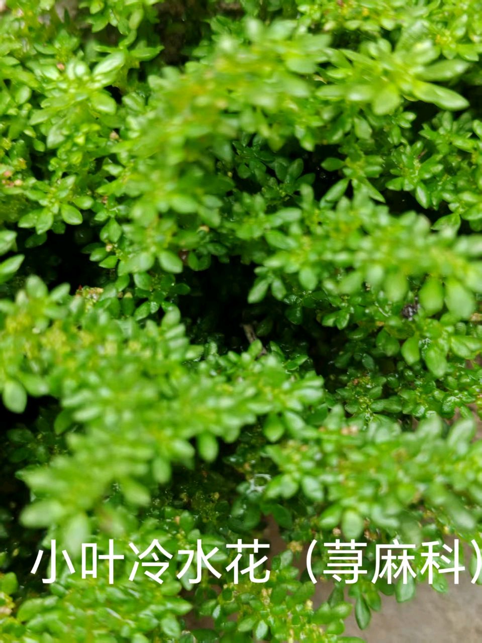 李广昌:透明草（图2）
