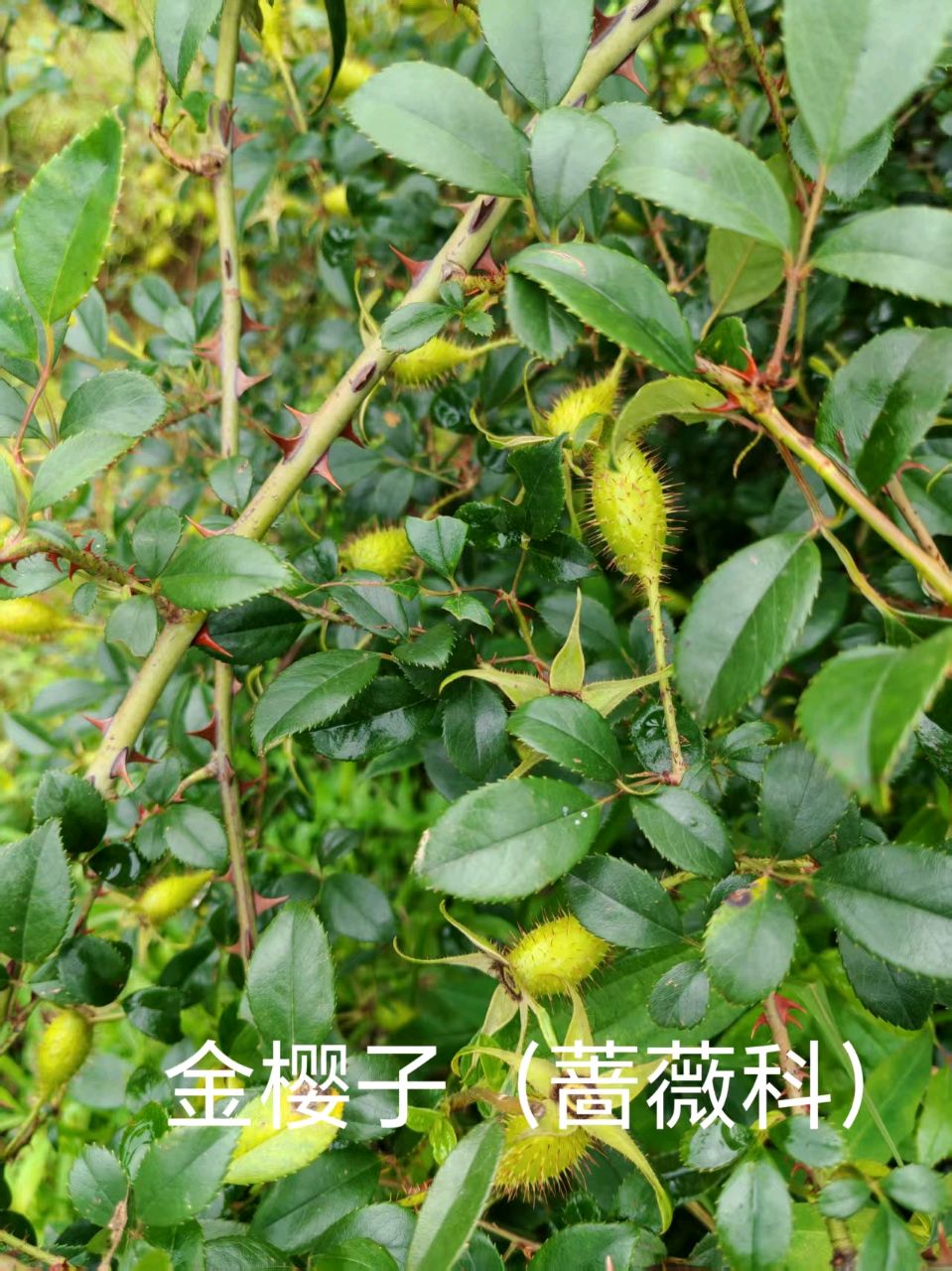 李广昌:金樱子（图2）