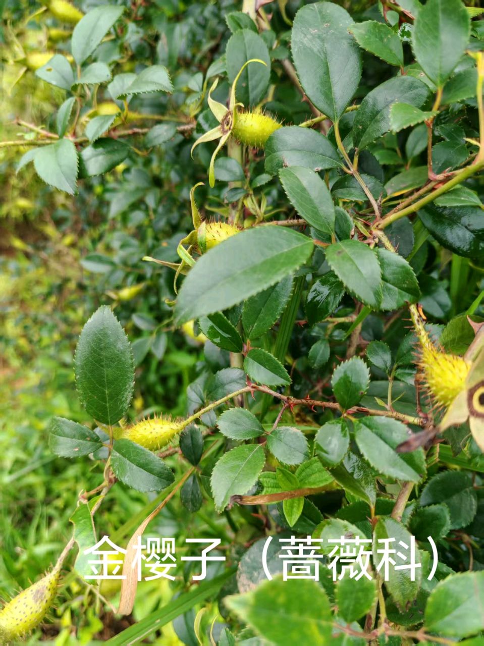 李广昌:金樱子