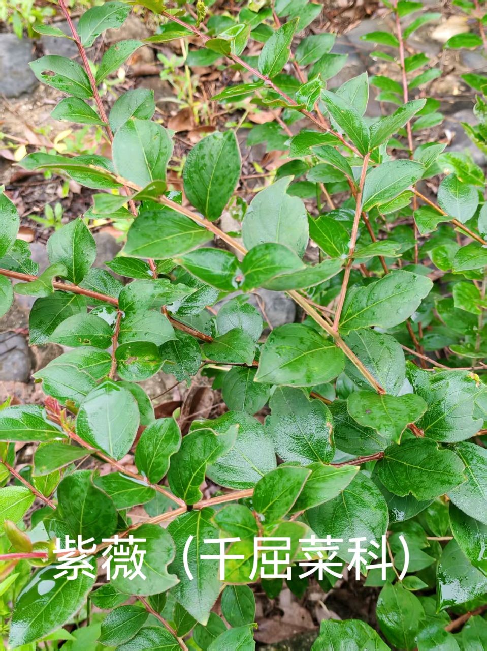 李广昌:紫薇（图2）
