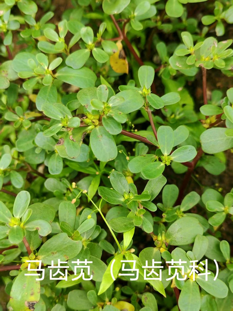 李广昌:马齿苋