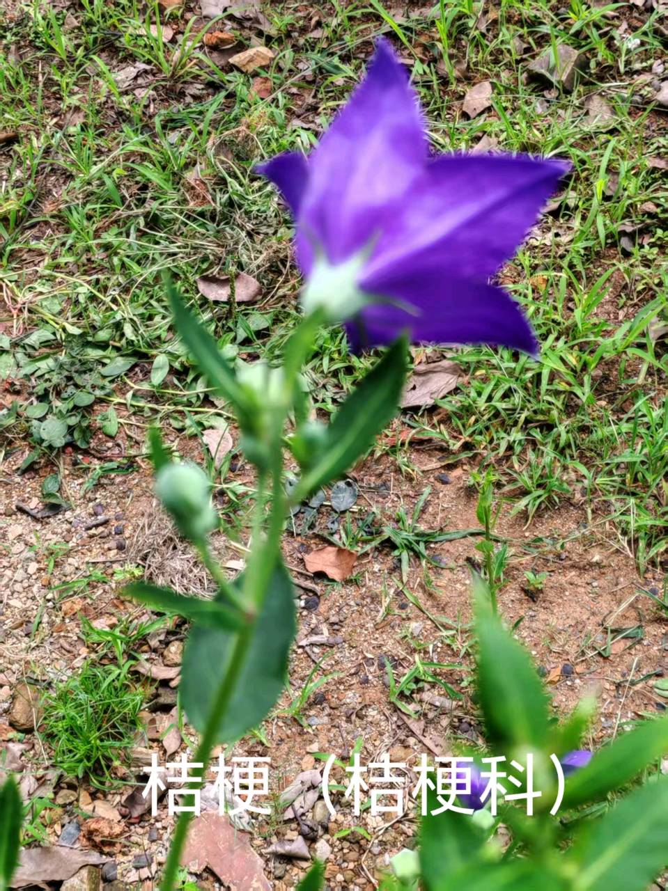 李广昌:桔梗