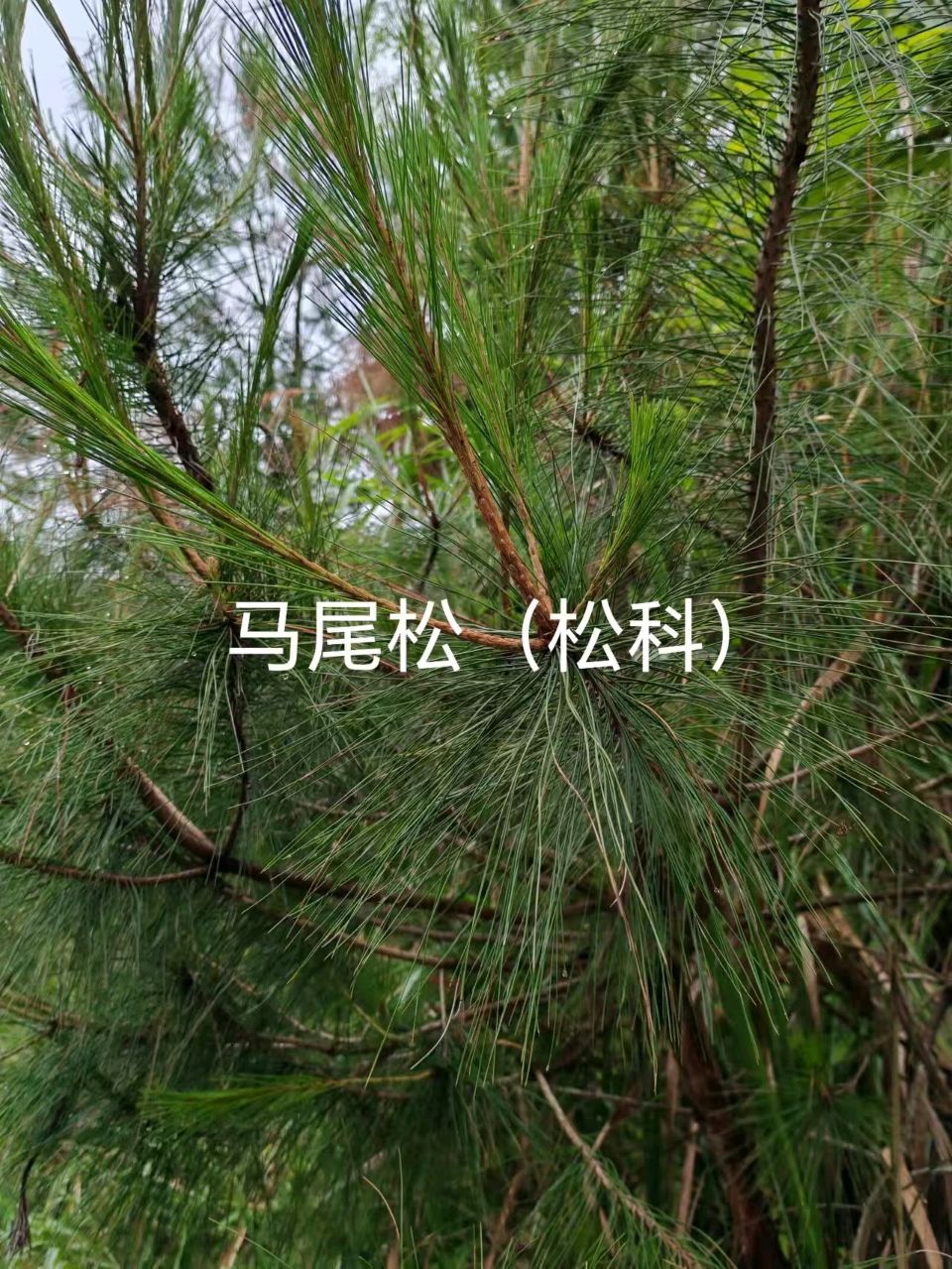 李广昌：马尾松
