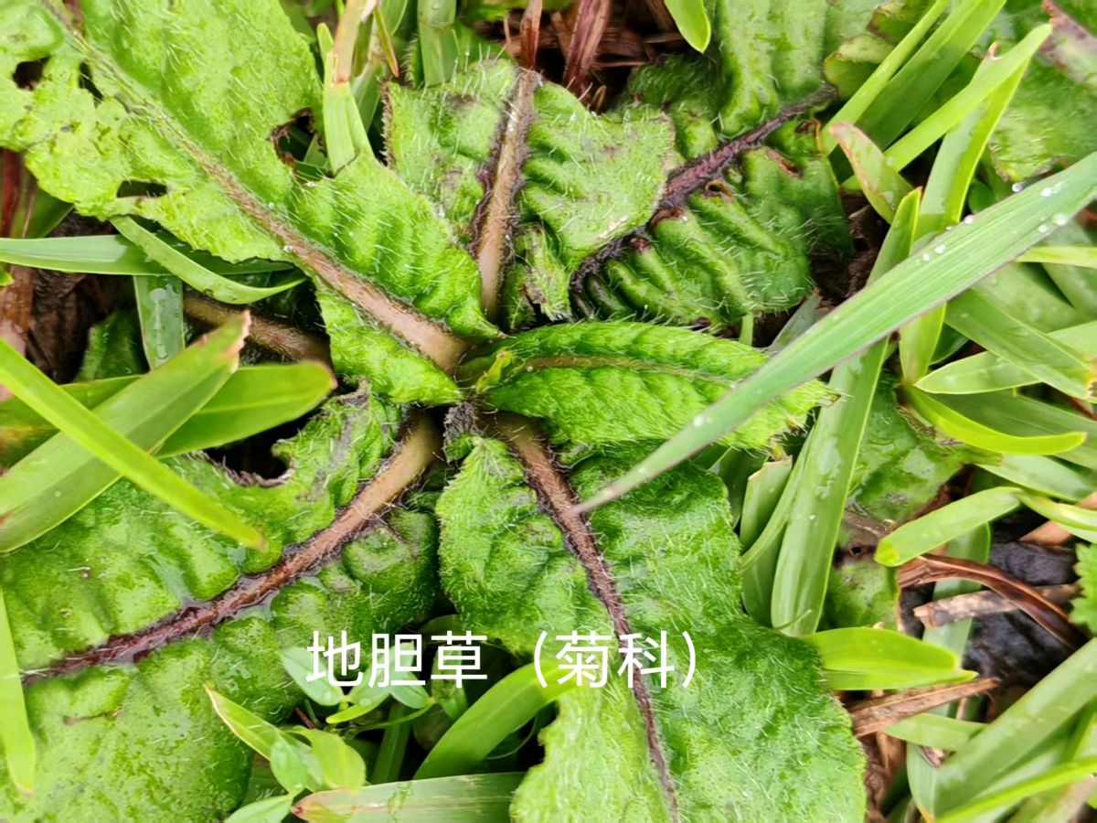 李广昌:地胆草