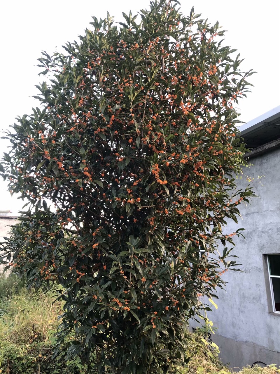 《临江仙. 咸宁桂花》作者：朱细典
