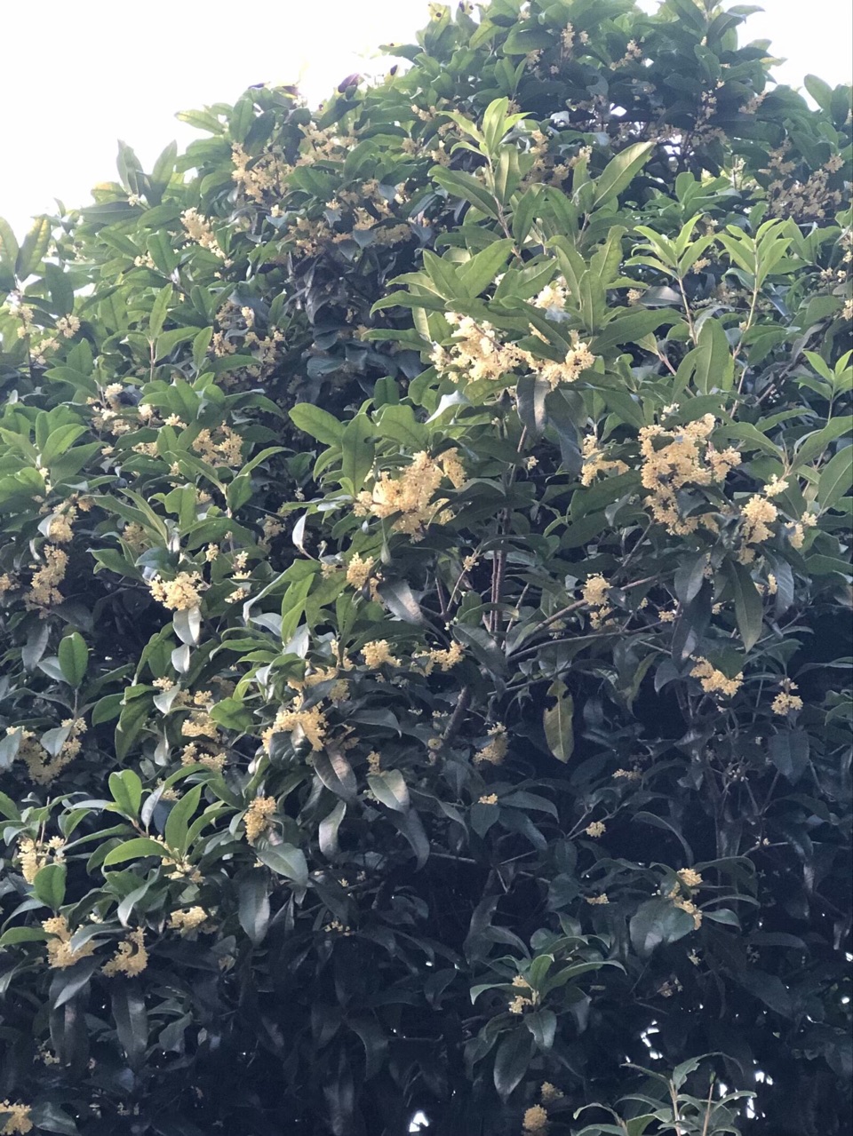 《临江仙. 咸宁桂花》作者：朱细典（图3）