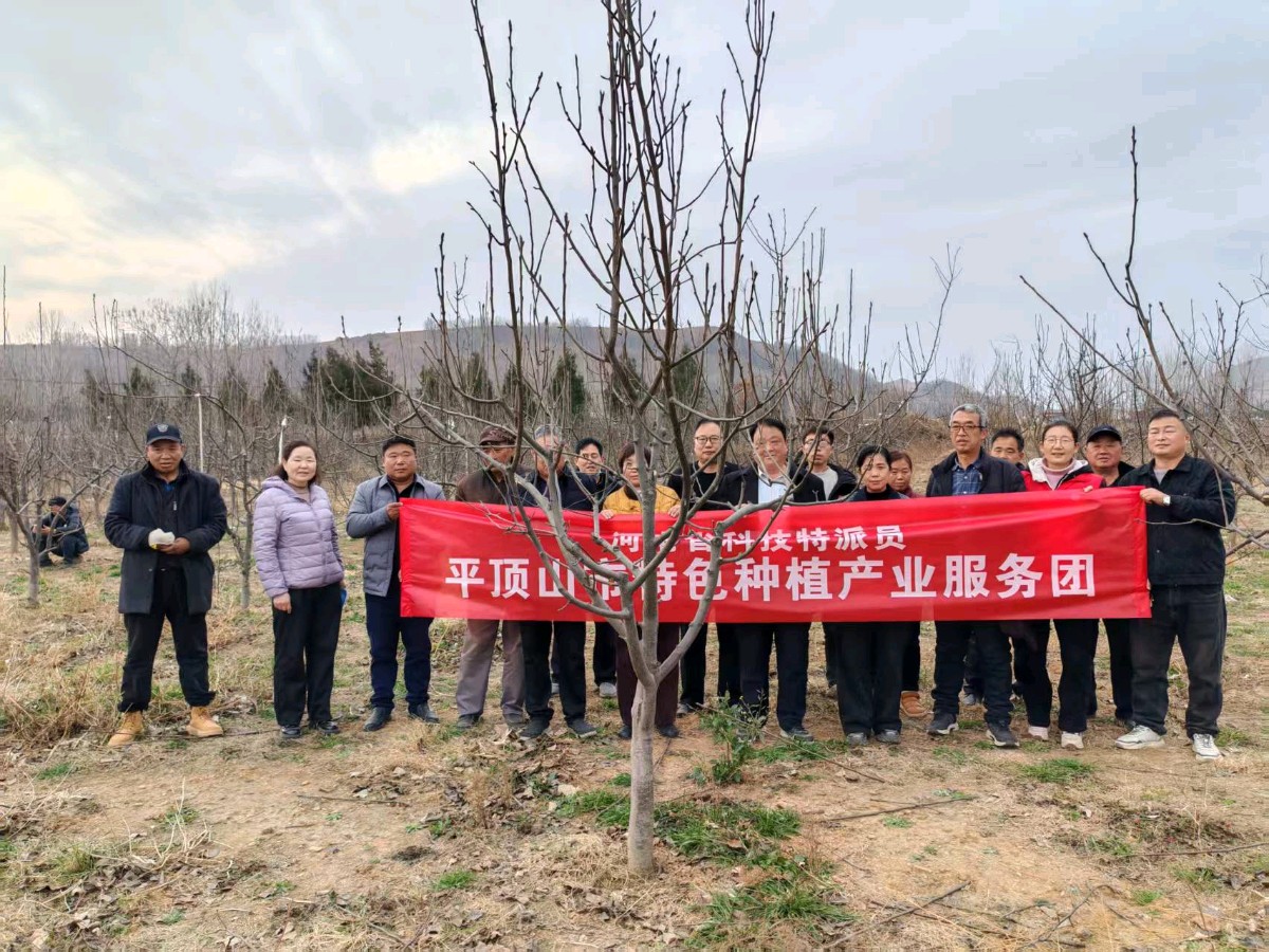 科技服务进果园 精准施策助振兴——平顶山市特色种植产业服务团科技特派员赴叶县梨园解低产难题
