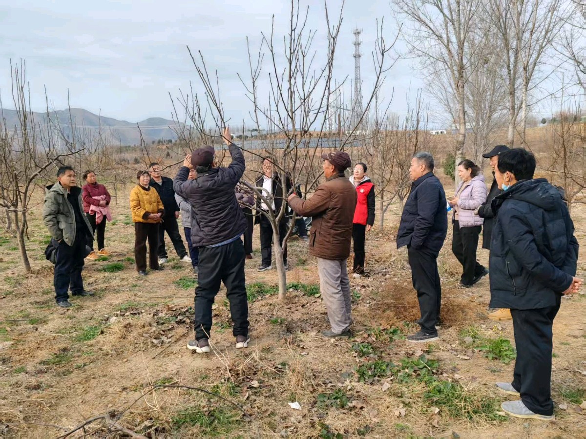 科技服务进果园 精准施策助振兴——平顶山市特色种植产业服务团科技特派员赴叶县梨园解低产难题（图2）