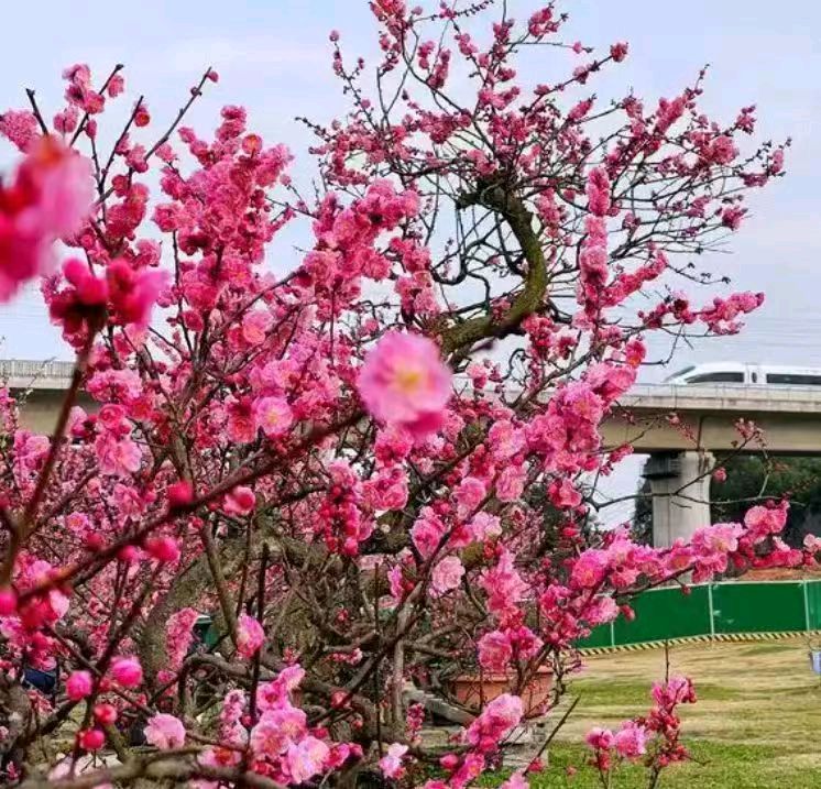 【上海头条】诗生活‖古韵飘香第280期：看图写诗（图7）
