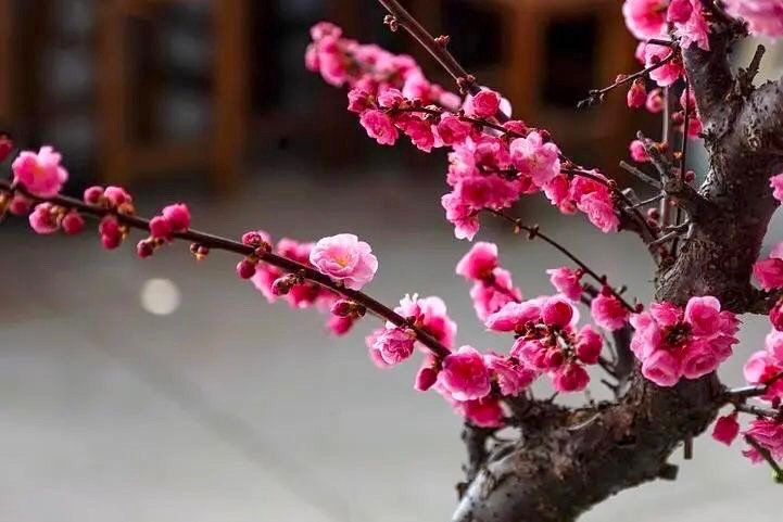 （特刊）余一诗说上海诗词学会联合39大诗群推出十季诗词讲座