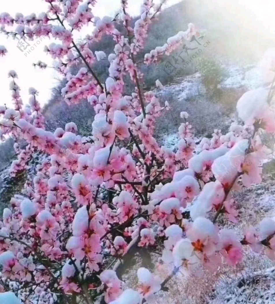 大雪瑞祥，新洲揽胜 摄影 魏久明 文字 周西忠（图3）