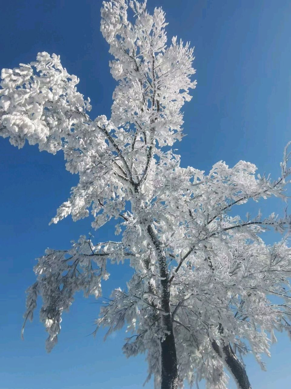 雪覆冰挂❄（图5）