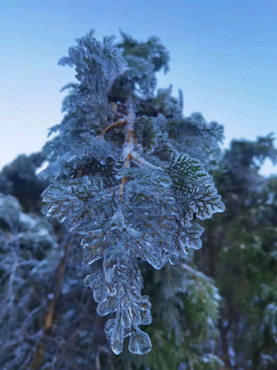 雪覆冰挂❄（图8）