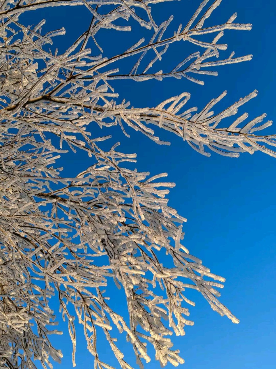 雪覆冰挂❄（图9）