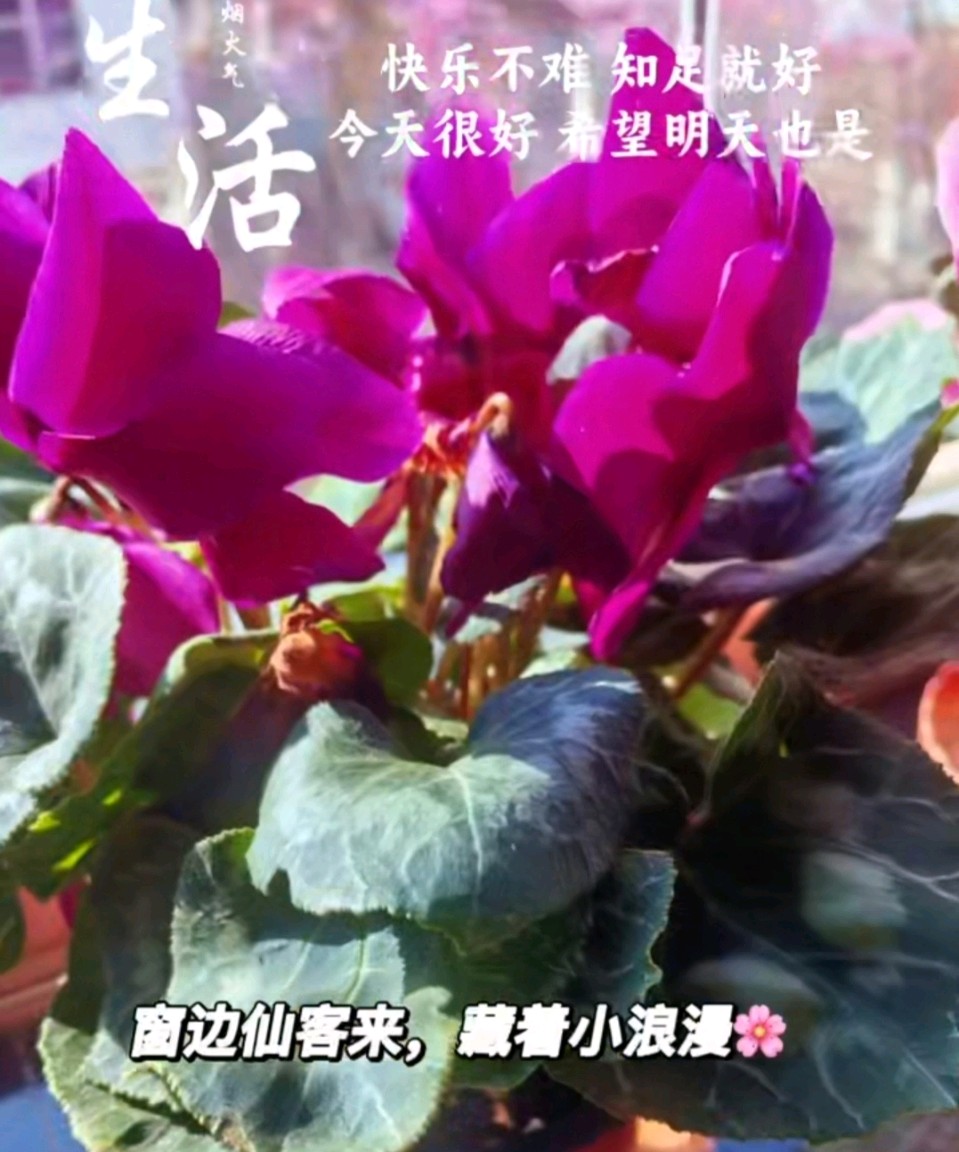 寒冬家花盛开-摄影/陈燕-诗赞/罗奕梅-西银/北京头条（图2）