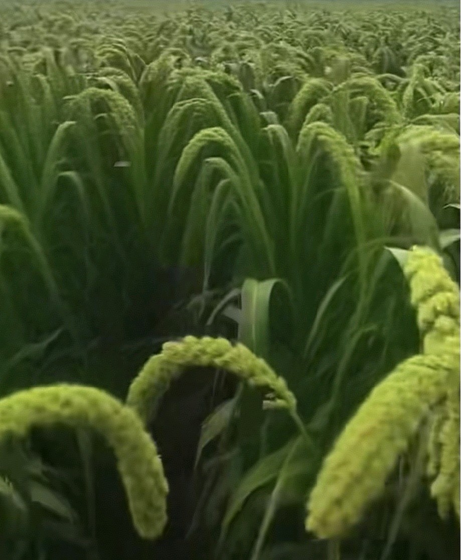 金苗映沃土 匠心启新程——任金发与他的合作社为乡村振兴注入强劲动能