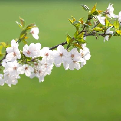 【走进春天】作者莲心 朗诵者知庸